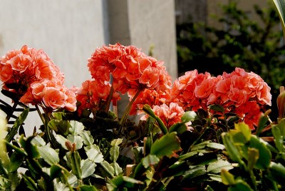 dsc_0016_Pelargonie.jpg