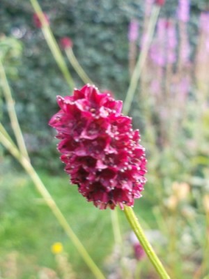 Wiesenknopfl (5).jpg