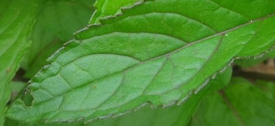 DSC00841 (1) (Kopie).JPG