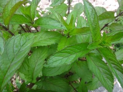 DSC00841 (Kopie).JPG