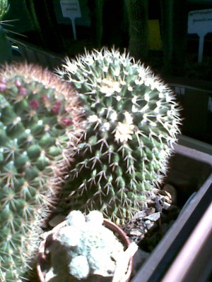 Mammillaria.jpg