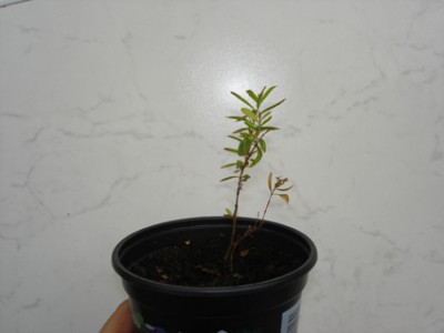 Punica.jpg