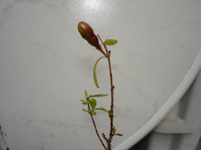 Punica_Blüte.jpg