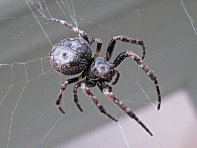 Spaltenkreuzspinne.jpg