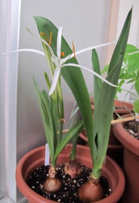 Crinum1.jpg