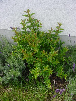 Punica nana 0807.jpg