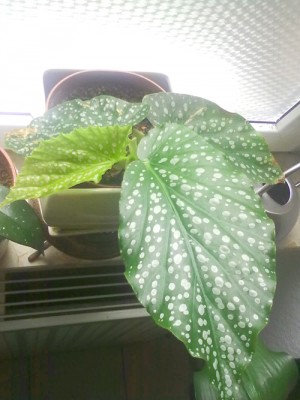 begonia_spotted.jpg