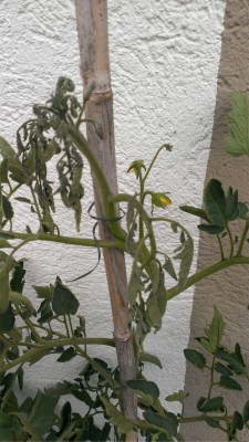 IMAG0396.jpg