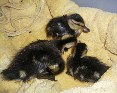 Entenküken - 009 (640x511).jpg