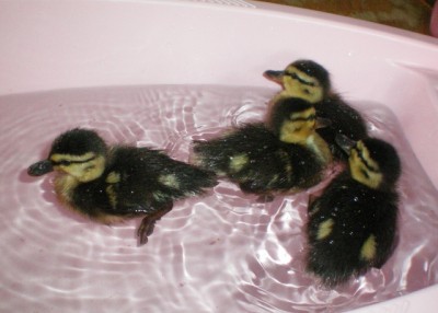 Entenküken - 010 (640x457).jpg