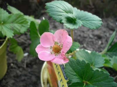 Erdbeere Toscana Sammelbestellung.JPG