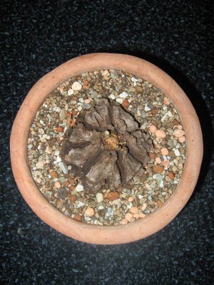 Dioscorea mexicana_130620_03.JPG