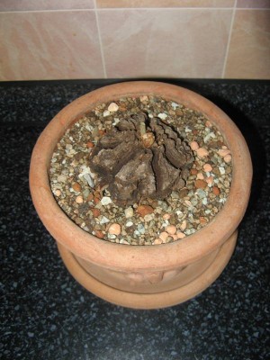 Dioscorea mexicana_130620_02.JPG