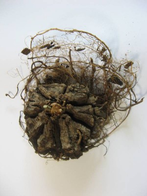 Dioscorea mexicana_130620_01.JPG