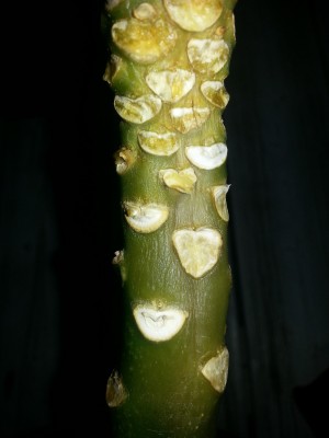 20130620_205557.jpg