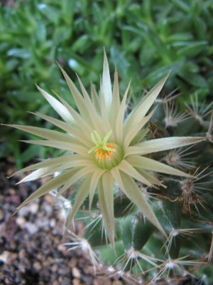 Escorbaria missouriensis - Blüte_130620_02.JPG