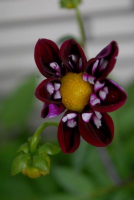 Dahlia213 004yy.jpg
