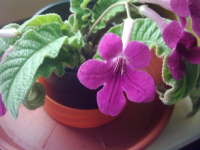 dunkelrote Drehfrucht.JPG