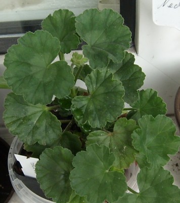Pelargonium.JPG