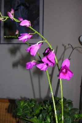 DSCN6782[1]..._200x300ochri klein.jpg