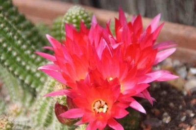 K640_21.06.13 Chamaecereus hybr.2.JPG