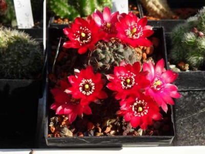 K640_19.06.13 Rebutia atrovirens var. hefnenana (2).JPG