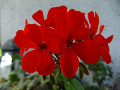 DSCF5686.JPG