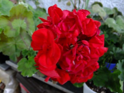 DSCF5683.JPG