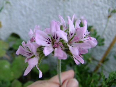 DSCF5681.JPG