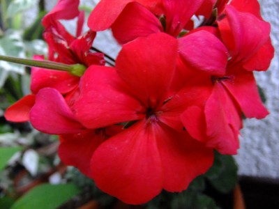 DSCF5677.JPG