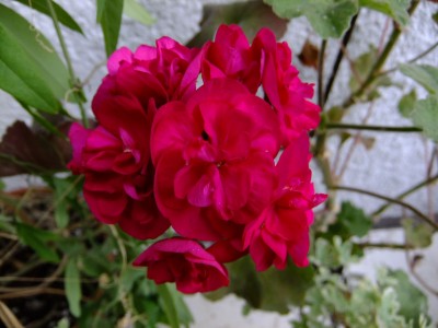 DSCF5670.JPG