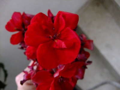 DSCF5706.JPG
