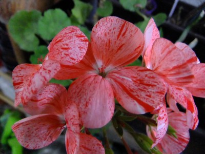 DSCF5702.JPG