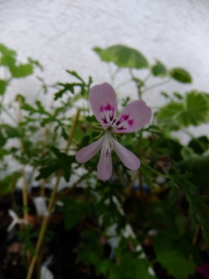 DSCF5699.JPG