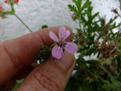 DSCF5693.JPG