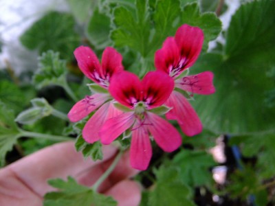 DSCF5691.JPG