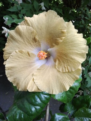 2013-06-21..Moorea Boondah Gold.jpg