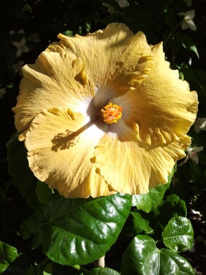 2013-06-21. Moorea  Boondah Gold.jpg