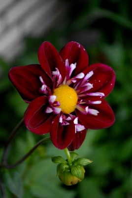 Balkon2013 133yy.jpg