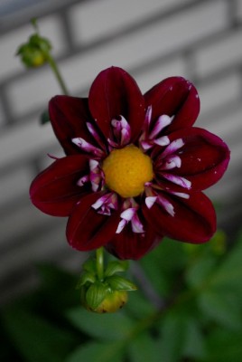 Balkon2013 132yy.jpg