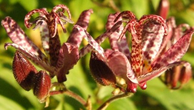 DSCF0596.JPG