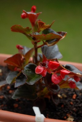 Balkon2013 137yy.jpg