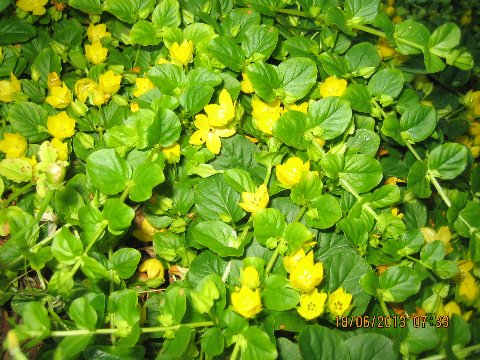 Bodendecker gelbe Blüten oder hübsches Unkraut? gelöst · Pflanzenbestimmung  & Pflanzensuche · GREEN24 Pflanzen & Garten Forum