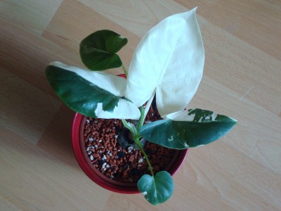 Alocasia m. variegata (2).JPG