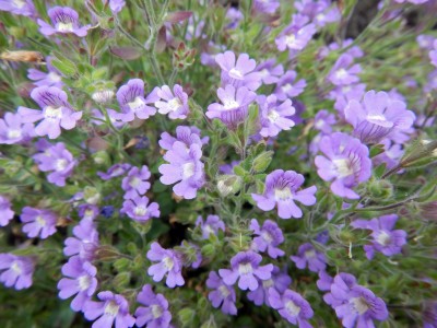 blume_blau.jpg