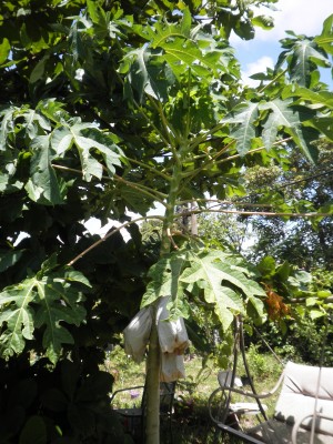 Red Caribean.jpg