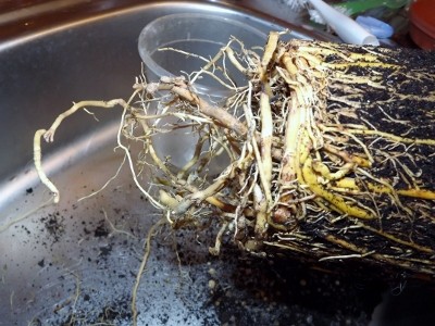 DSCF4350 (400x300).jpg