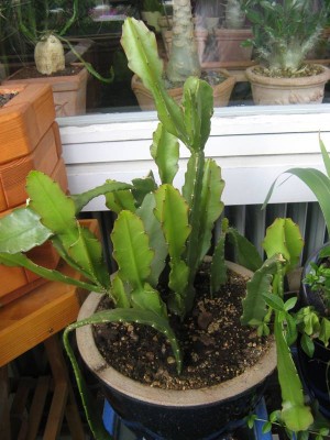Epiphyllum ackermannii-Hybride_130618.JPG