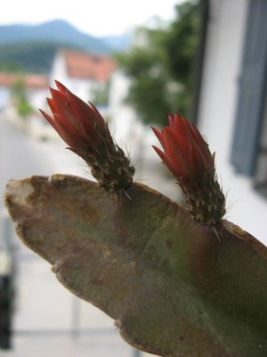Epiphyllum ackermannii-Hybride - Knospen_130621_02.JPG