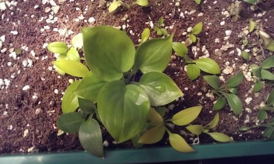Babyhosta.jpg
